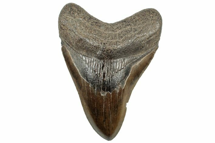 Brown Fossil Megalodon Tooth - South Carolina #312022